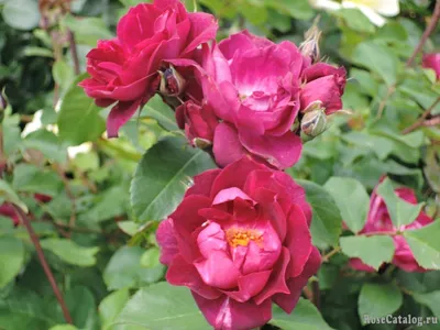 Роза Гертруда Джекилл купить в санкт-петербурге лисий нос Беговая  Приморский район Черная речка