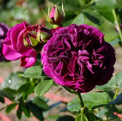 Розы, которые ПОСАДИЛ И ЗАБЫЛ | Екатерина Ко и Цветущий САД | Дзен