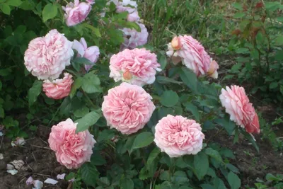 Розы английские - Питомник роз и саженцев \"Сад Вашей Мечты\"
