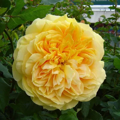Розы, которые ПОСАДИЛ И ЗАБЫЛ | Екатерина Ко и Цветущий САД | Дзен