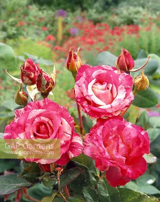 Rosa Caribia Twist... stock photo by Nova Photo Graphik, Image: 0890695