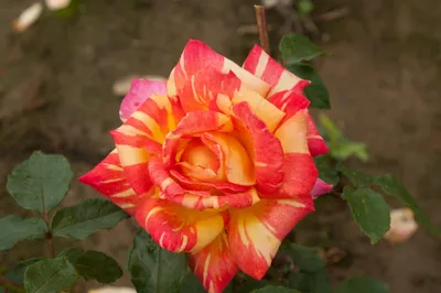 Rosa Caribia