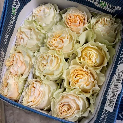 Peach Garden Roses - Carpe Diem | Flowerfull