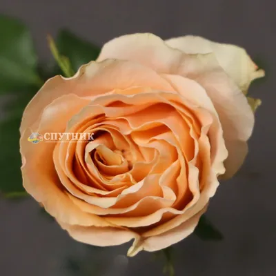 CREAM CARPE DIEM - Ecoroses | Ecuador Roses