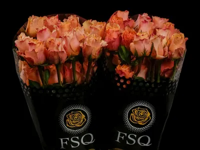 200 Peach Long Stem Roses | 200 Peach Roses