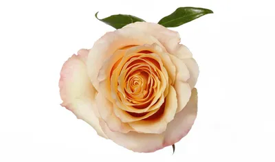 Buy Wholesale Carpe Diem Sunset Rose in Bulk - FiftyFlowers