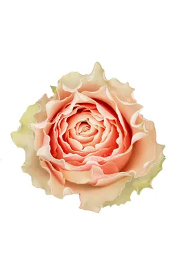 Rose Carpe Diem - Standard Rose - Roses - Flowers by category | Sierra  Flower Finder