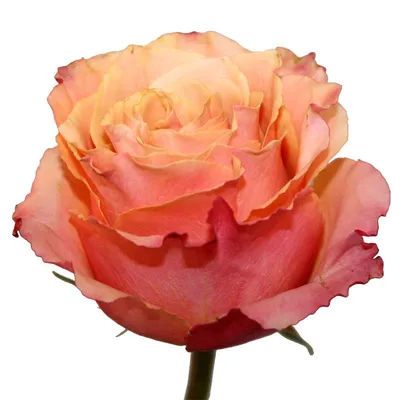 Ecuagarden - CARPE DIEM a beautiful variety of bicolor rose. Its name  evokes the literary topic in which it is encouraged to take advantage of  the present moment without waiting for the