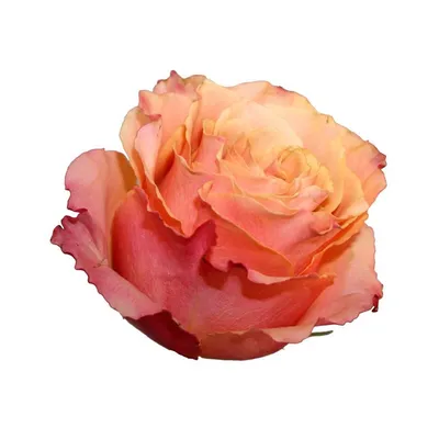 Carpe Diem Rose, 0.75 L