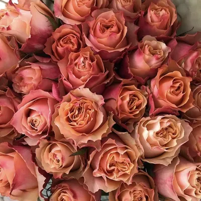 Wholesale Flowers | Peach Carpe Diem Roses | Fabulous Florals