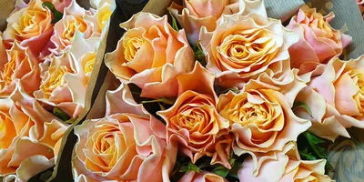 Ecuador Direct Roses | CARPE DIEM ROSE