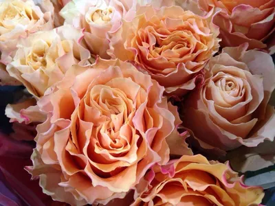 Rose \" carpe diem\".... | Beautiful rose flowers, Pale pink weddings,  Beautiful roses