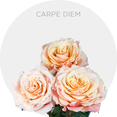 Stampsybox | Carpe Diem