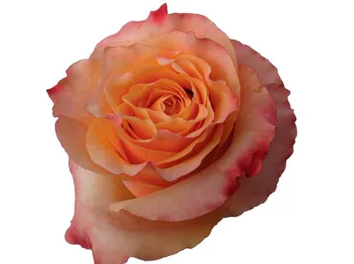 Peach Carpe Diem Roses 40-60 cm | Bellevueroses.com