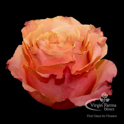 Carpe Diem Rose - Virgin Farms - High Quality Roses