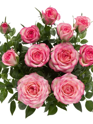 101 роза \"Карусель\" | купить недорого | доставка по Москве и области
