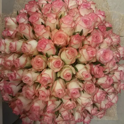 25 бело-розовых роз сорт Карусель 40 см с доставкой по Санкт- Петербургу -  Купить розы дёшево Эквадор 80 руб. Доставка роз СПб 🌹SPBROSA