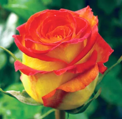Букет из 101 розы (Carousel) - Цветочный Маркет 24 в Видном