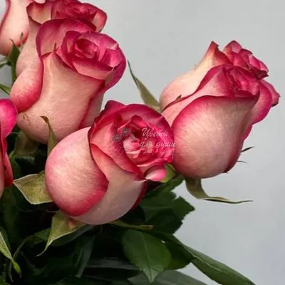 Роза карусель | Роза 50 см | 101 роза | Доставка по Москве