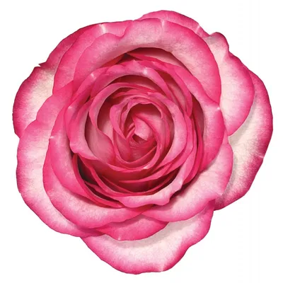 Роза \"Пинк Мондиаль\" (Эквадор) (Премиум) с доставкой в Новороссийске в  интернет магазине цветов Роз Новоросс