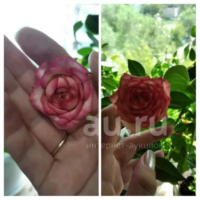 букет из Розы Карусель 7шт. Очаровательная двухцветная роза