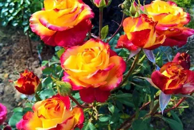 Купить «Роза белая Мондиаль» с доставкой в Туле - «Марта»