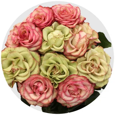 Роза Пинк Мондиаль (Эквадор) 60 см купить по цене 2915.00 руб. с доставкой  по Туле – интернет-магазин «Расцветочка»