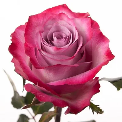 Букет из 25 роз Карусель