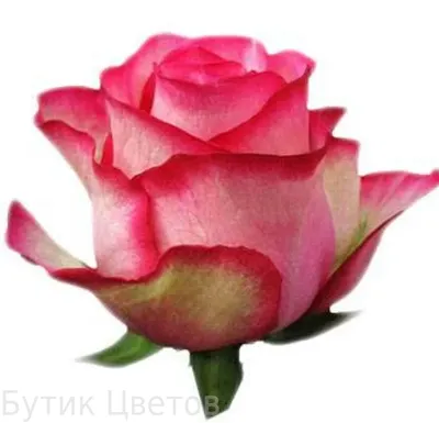 Купить розы Карусель в СПб ✿ Оптовая цветочная компания СПУТНИК