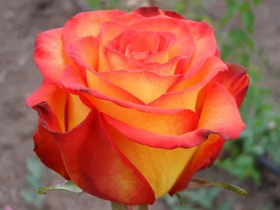 Розы : Кустовые розы «Карусель желаний»