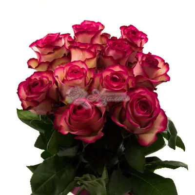 Букет 51 роза «Карусель» 60 см. купить в Краснодаре с доставкой