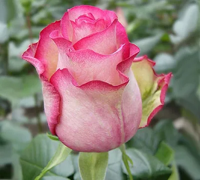 букет из Розы Карусель 7шт. Очаровательная двухцветная роза