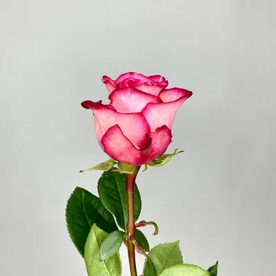 Букет из 11 роз сорта Карусель | Студия доставки цветов Азалия - Барнаул