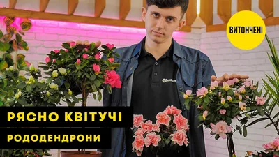 Роза Казанова Чайно-гибридная, высота 80 см, 1 шт (6892379) - Купить по  цене от 305.00 руб. | Интернет магазин SIMA-LAND.RU