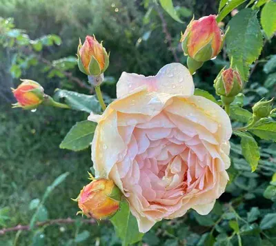 Rose (rosa 'casanova') Photograph by Brian Gadsby/science Photo Library -  Fine Art America