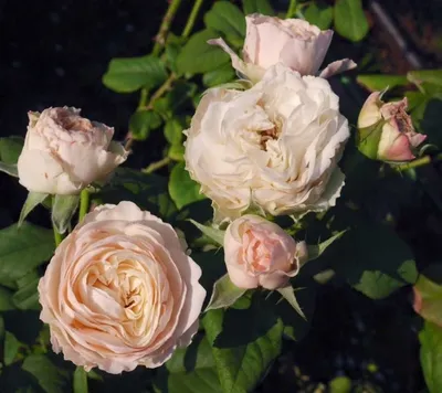 David Austin Keira Roses - Garden Roses Direct