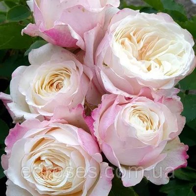 David Austin Keira Roses - Garden Roses Direct