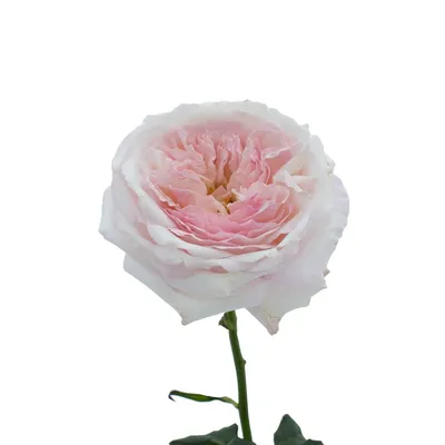 Keira David Austin Garden Roses | Premium Wholesale Flowers – Bloomingmore