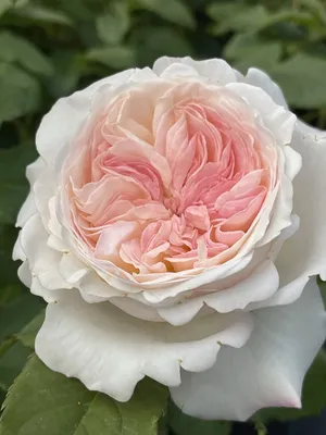 Parfum Flower Company - \"This is Keira. It's a David Austin rose and I  consider it the 'Cafe Au Lait' of garden roses; the color is inconsistent  from one bloom to the