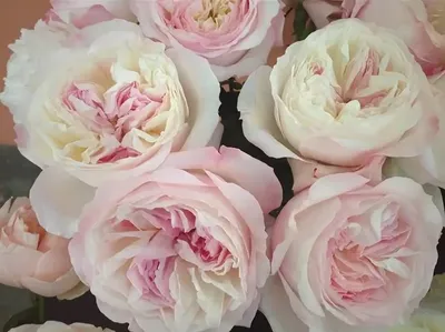 David Austin Keira Roses - Garden Roses Direct