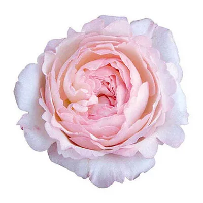 David Austin Keira Garden Rose | Garden shed diy, Garden pool design,  Flower company