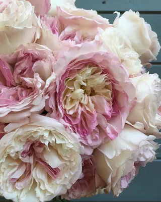 David Austin Rose Keira