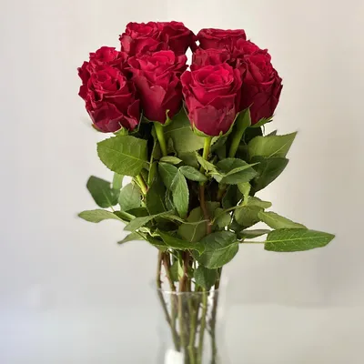 Роза 60 см (Кения) - купить по выгодной цене | Купить цветы в Витебске |  Доставка цветов и букетов роз