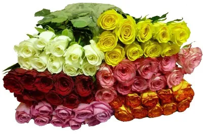 Роза Кения купить оптом и в розницу от 25 шт | Магазин цветов Сафон