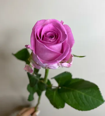 Купить 101 роза Кения микс 40см model №204 в Новосибирске