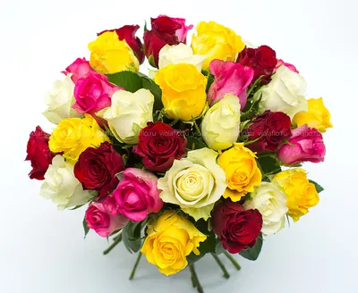 Розы Кения в Новом Уренгое - Купить с доставкой по цене от 240 руб. | Розы  Кения в интернет-магазине Ultra Flowers