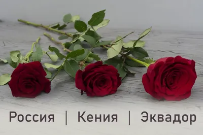Чем отличаются кенийские, эквадорские и российские розы | Блог Семицветик