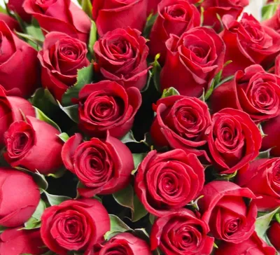 ✿ Красная роза (Кения) Premium 50 см ✿- купить с доставкой ❤