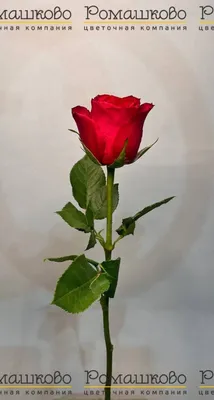 Купить 51 Роза Кения Розовая (40 см) FunRose до 51 роза купить букеты и  цветы в магазине Москвы FunRose.ru