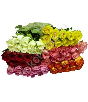 Роза Кения 40 см / Монобукеты / Цветы / Каталог / «Глазурь» - доставка  цветов